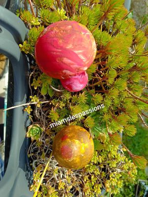 Recette Champignons peints