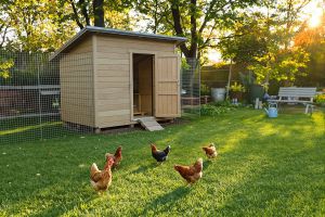 Recette Ils élèvent des poules chez eux : la vraie raison va vous surprendre !