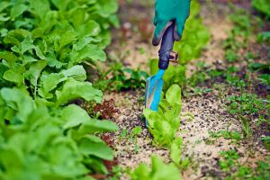 Recette 6 Gestes d’automne qui changent tout pour un potager prêt à l’hiver