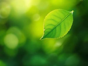 Recette Accepter les pertes… sans renoncer à sa vitalité