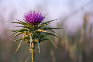 Recette Can Milk Thistle Help With Hangovers?