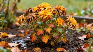 Recette Oubliez les chrysanthèmes : cette plante d’automne résiste mieux au froid et à la pluie