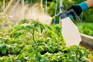 Recette J’ai essayé une méthode naturelle et mes plantes malades ont retrouvé la forme