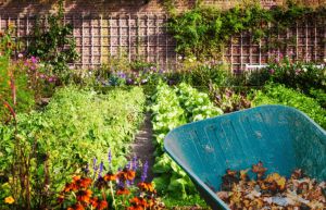 Recette Secret des jardiniers pour transformer les feuilles mortes en or pour le potager