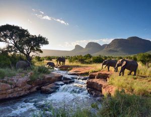 Recette L’Afrique du Sud : cap sur l’aventure et les merveilles naturelles