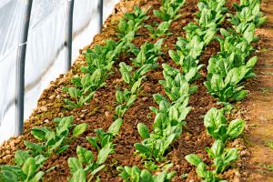 Recette Trois gestes d’hiver pour garder un sol vivant sous la serre