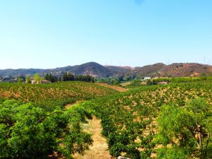 Recette Autre Algarve: terroirs et acteurs du vin