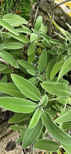 Recette Sauge : une alliée précieuse, trop souvent méconnue