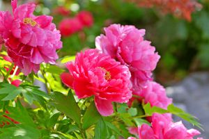 Recette J’ai découvert pourquoi mes pivoines restaient maigres et la solution est toute simple