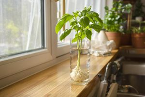 Recette Cette astuce méconnue pour multiplier votre basilic va vous surprendre !