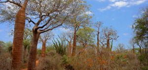 Recette Bush de Madagascar