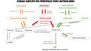 Recette Bénéfices et dangers du jeûne intermittent et de la restriction calorique