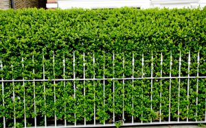 Recette L’astuce d’automne des pros pour une haie de troènes plus dense et verte toute l’année