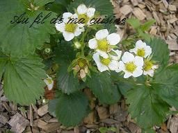 Recette En attendant les fraises