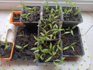 Recette Jardinage: mes plants de