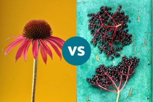 Recette Echinacea vs. Elderberry: Which Is Better for Cold Prevention?