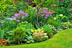 Recette Ces vivaces increvables redonnent vie au jardin même après les étés les plus secs