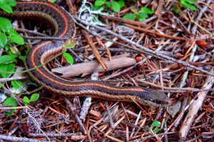 Recette Geste discret qui attire les serpents utiles et protège naturellement votre jardin