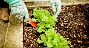 Recette Mâche et poireaux : l’association futée qui dope la santé du potager en un rien de temps