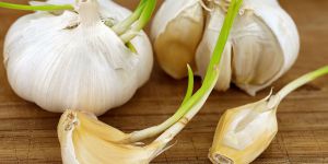 Recette Is Sprouted Garlic Safe to Eat?