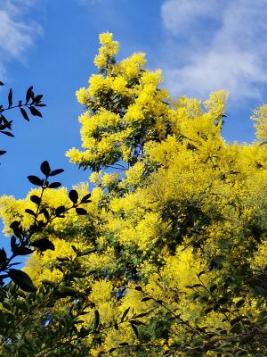 Recette Mes fleurs du dimanche