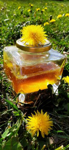 Recette Cramaillotte (ou miel de pissenlit)
