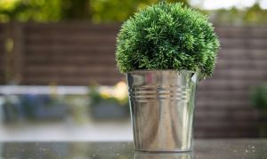 Recette Créer un havre de paix avec des plantes d’intérieur