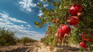 Recette Jus de grenade danger : Précautions et bienfaits