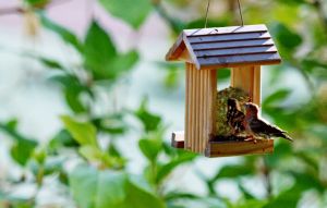 Recette Avec cette mangeoire en bambou, mon jardin est devenu un vrai spectacle d’oiseaux