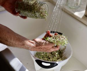 Recette What Happens to Your Body When You Eat Broccoli Sprouts Regularly