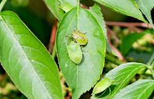 Recette En automne, ces 3 réflexes simples suffisent pour dire adieu aux punaises vertes