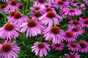 Recette What Echinacea Does for Your Immune System, Skin, and Mood