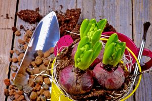 Recette Ces bulbes plantés en automne transforment le jardin en spectacle au printemps
