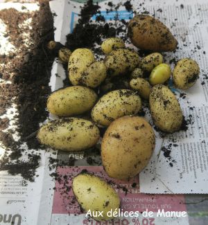 Recette Faites pousser des pommes de terre !
