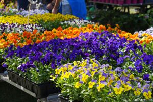 Recette Fleurs en Seine, fête des plantes et du jardin aux Mureaux