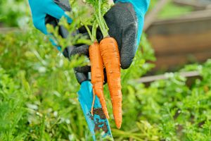 Recette Mon grand-père jurait que ce geste rendait les carottes plus sucrées