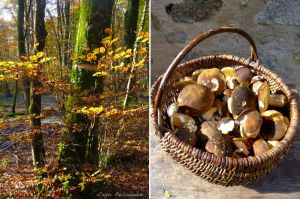 Recette Polenta aux champignons des bois crémeux