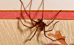 Recette Depuis que j’ai cette plante à la maison, plus une seule araignée n’ose s’approcher