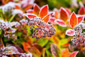 Recette Gel d’automne : cette solution maison protège vos plantes sans rien dépenser