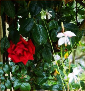 Recette Fleur du dimanche