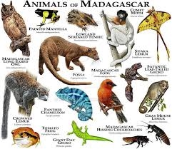 Recette 10 animaux fantastiques que l’on ne trouve nulle part ailleurs qu’à Madagascar