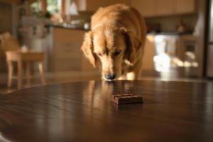 Recette Donner du chocolat à son chien : l’erreur mortelle que vous faites peut-être