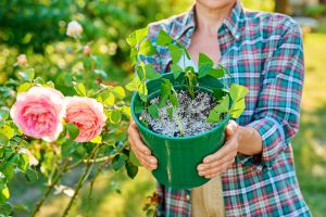 Recette Rosiers + pommes de terre : l’astuce virale fait le buzz, mais est-ce que ça marche vraiment ?
