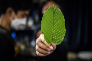 Recette What to Know About 7-OH, a Dangerous Kratom Byproduct Targeted by Health Officials