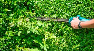 Recette Faut-il vraiment tailler ses haies à l’automne ? La réponse qui change tout