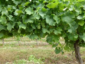 Recette Espèce de Gros Manseng! a la découverte des Vins des Côtes de Gascogne