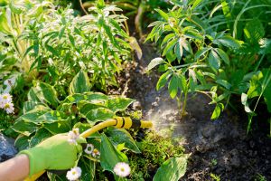 Recette J’ai découvert qu’un simple geste rendait mes plantes vertes plus brillantes et solides