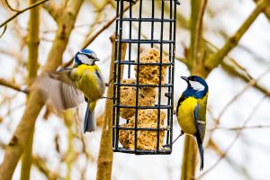 Recette 3 Gestes malins pour faire de votre jardin un véritable refuge pour les oiseaux