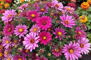 Recette Ces fleurs increvables qui gardent votre jardin superbe malgré les premières gelées