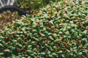 Recette Matcha ringardisé : ce nouvel ingrédient surprend tous les chefs en cuisine